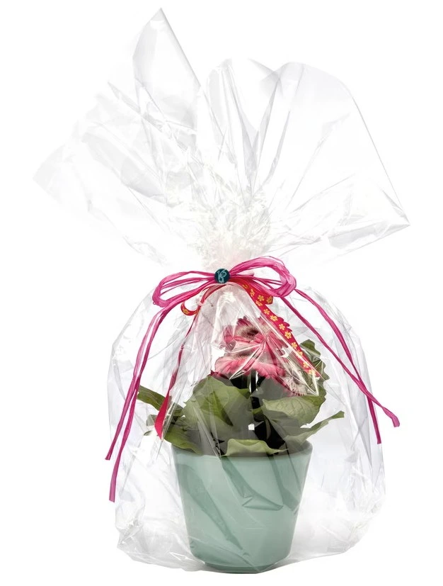 film transparent.webp