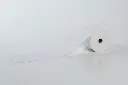 Rotoli di carta termica • Cassa | 80 mm x 80 m